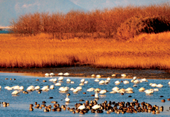 낙동강 철새 도래지